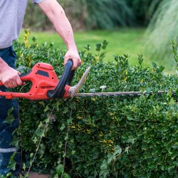 Hedge trimmer used on a hedge