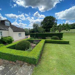 hedges in garden