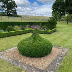 onion shaped bush