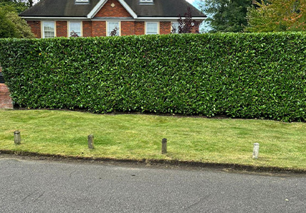 hedge-trimming