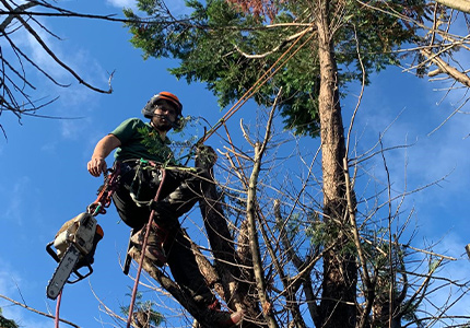 tree-surgeon-1